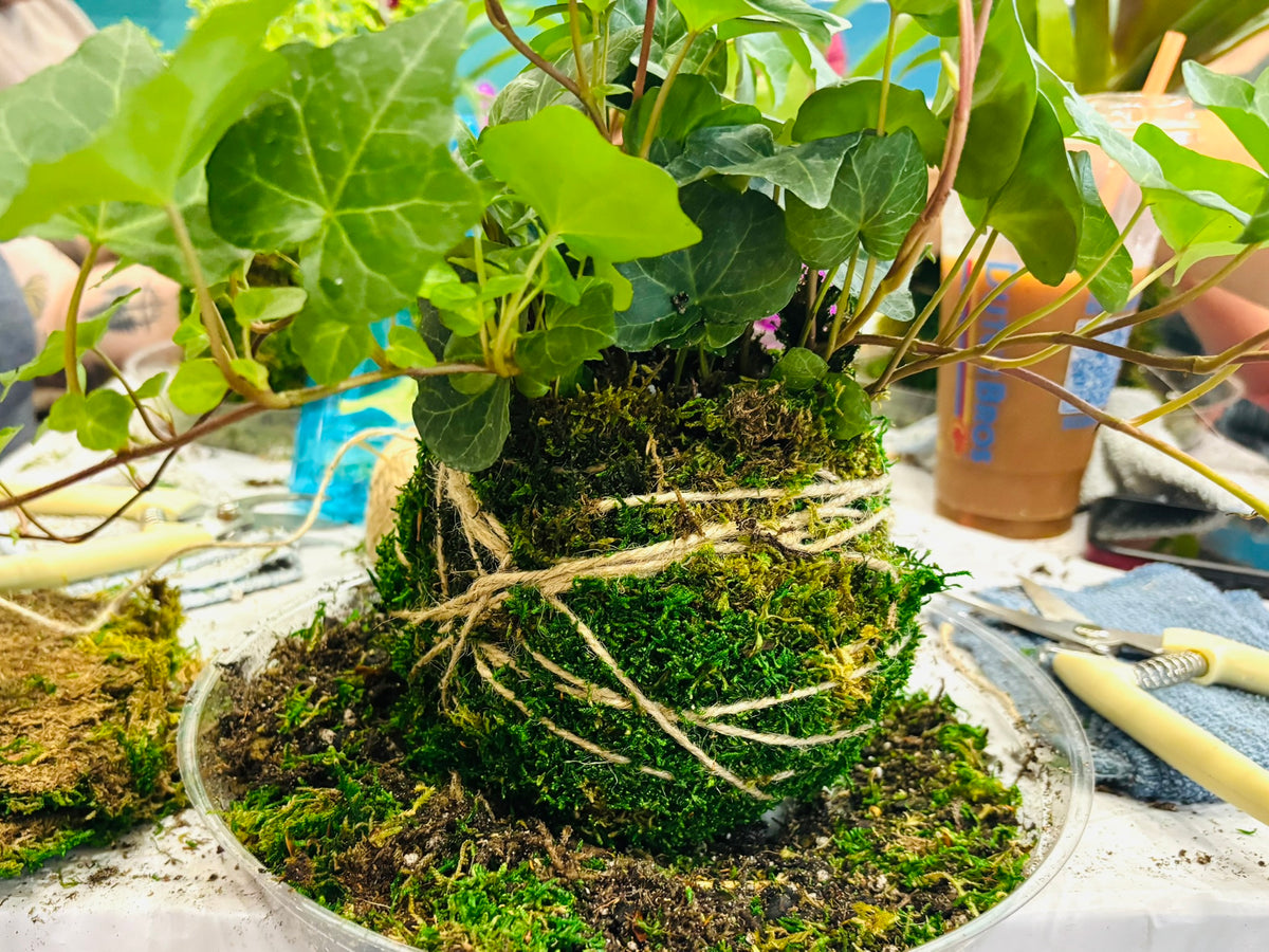 Kokedama - October 20th