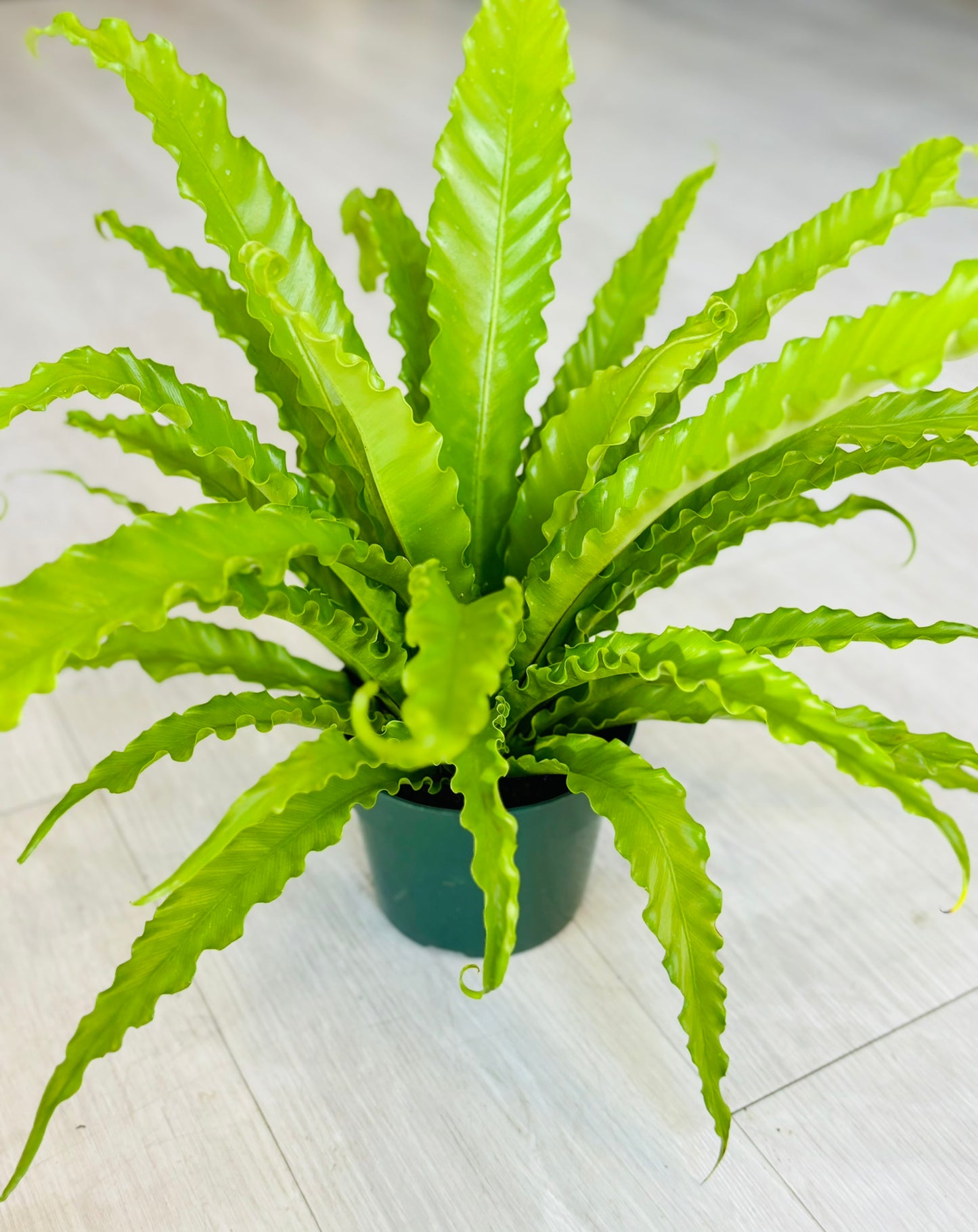 Birds Nest Fern