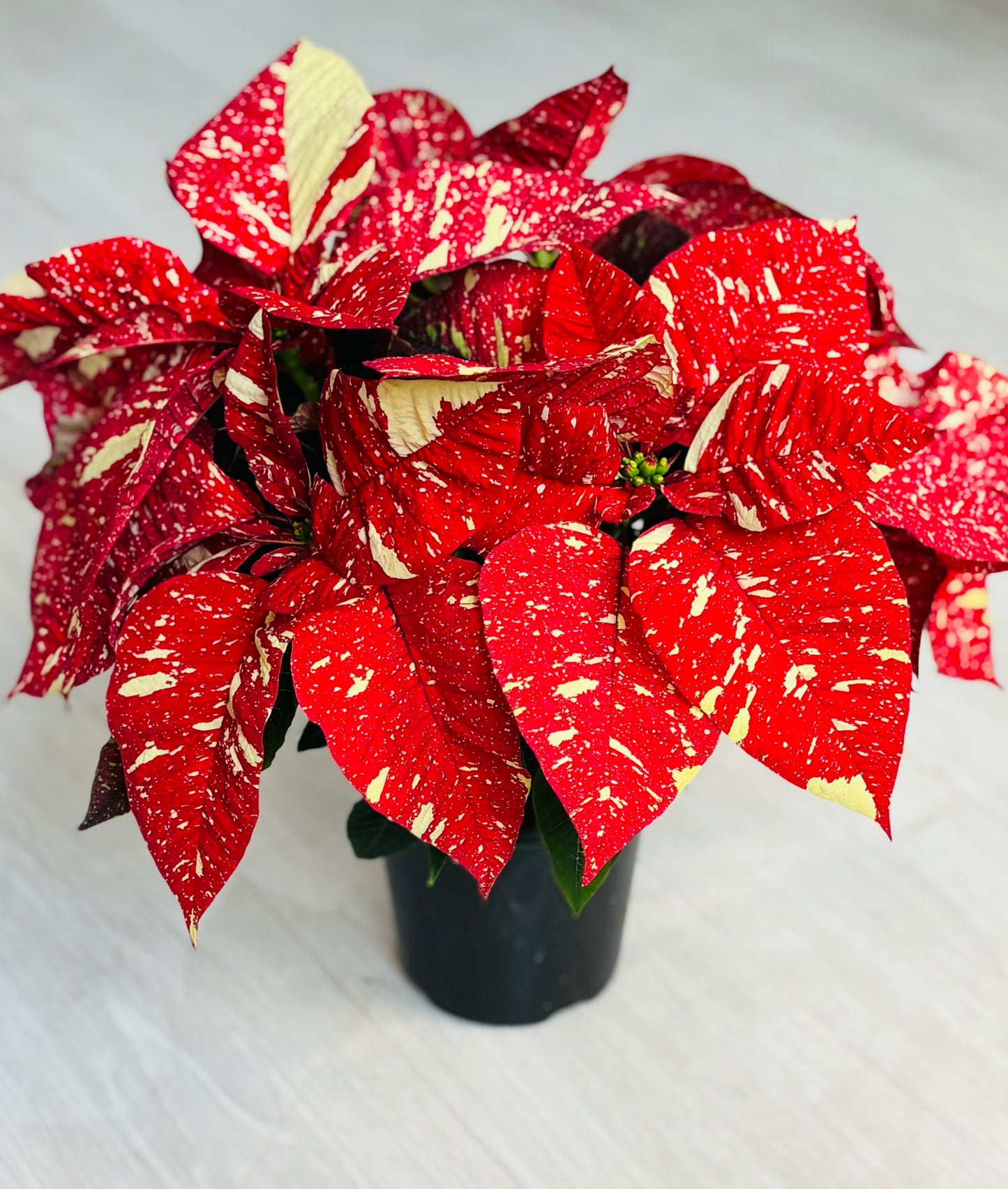 Poinsettia