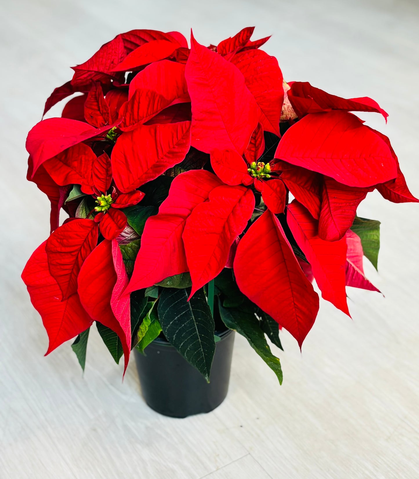 Poinsettia