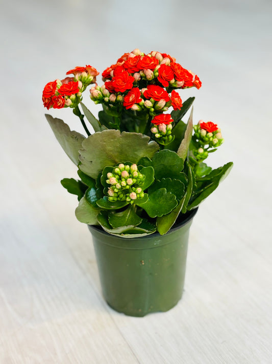 Kalanchoe 4"