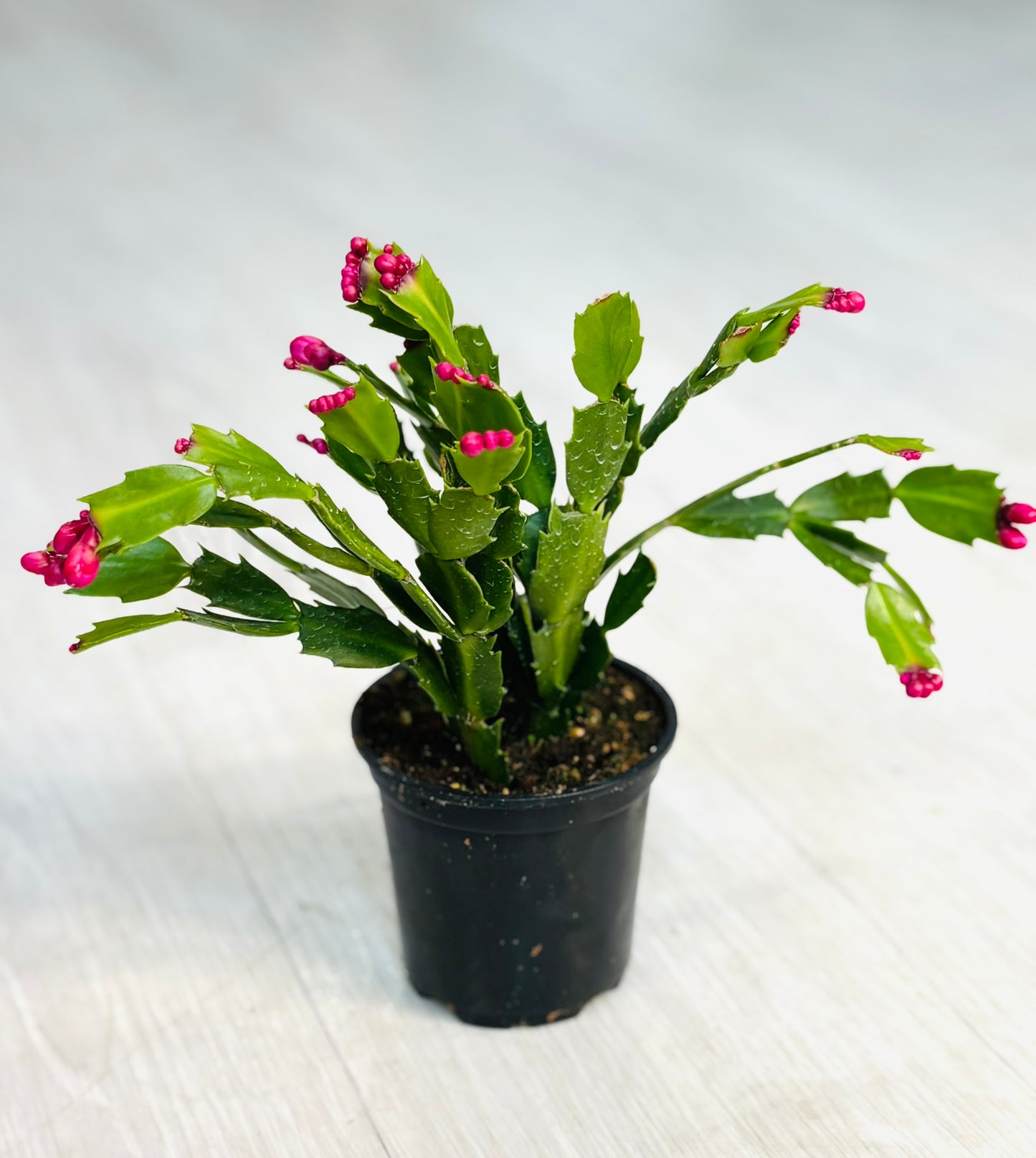 Thanksgiving Cactus