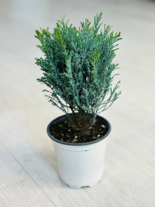 Moonlit False Cypress