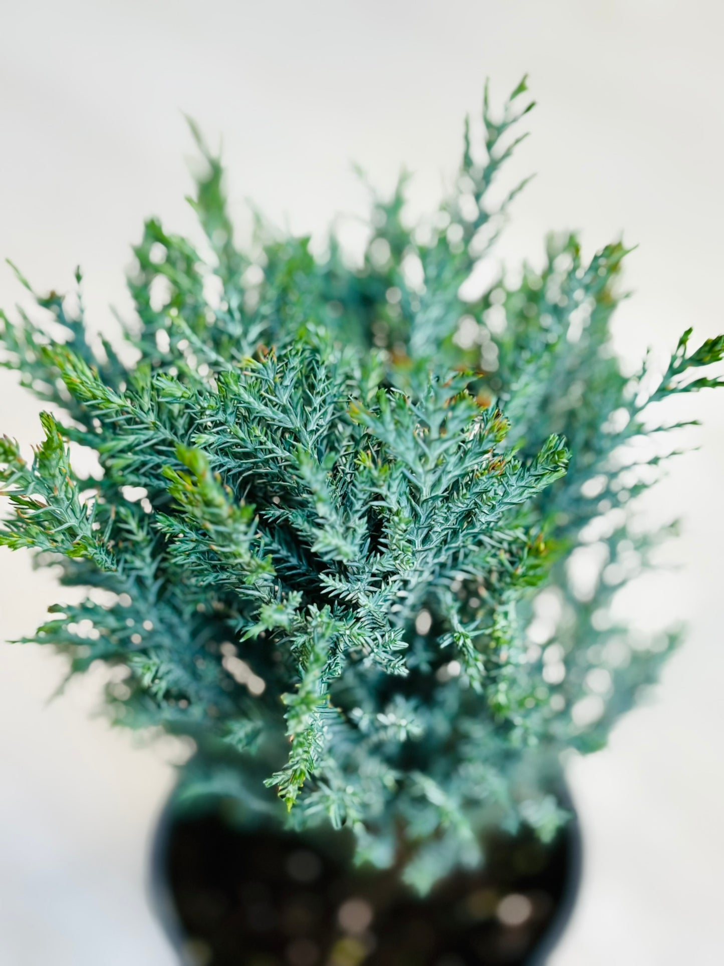 Moonlit False Cypress