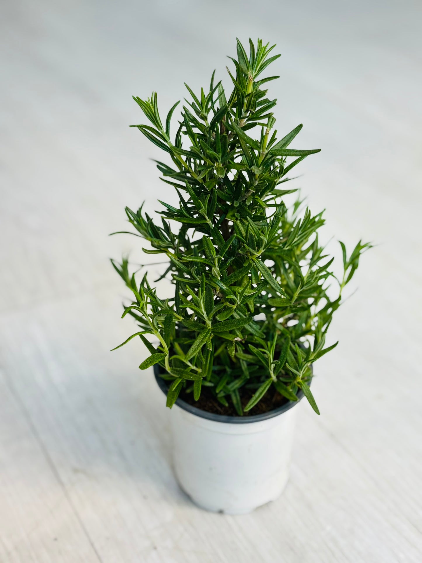 Rosemary Tree