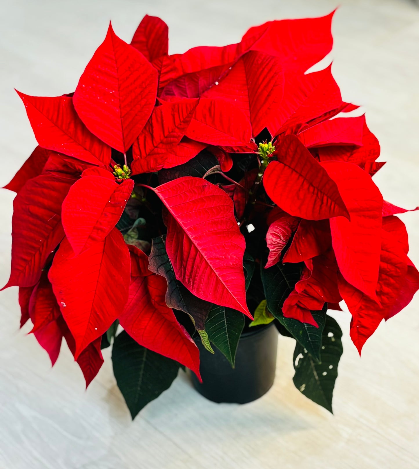 Poinsettia