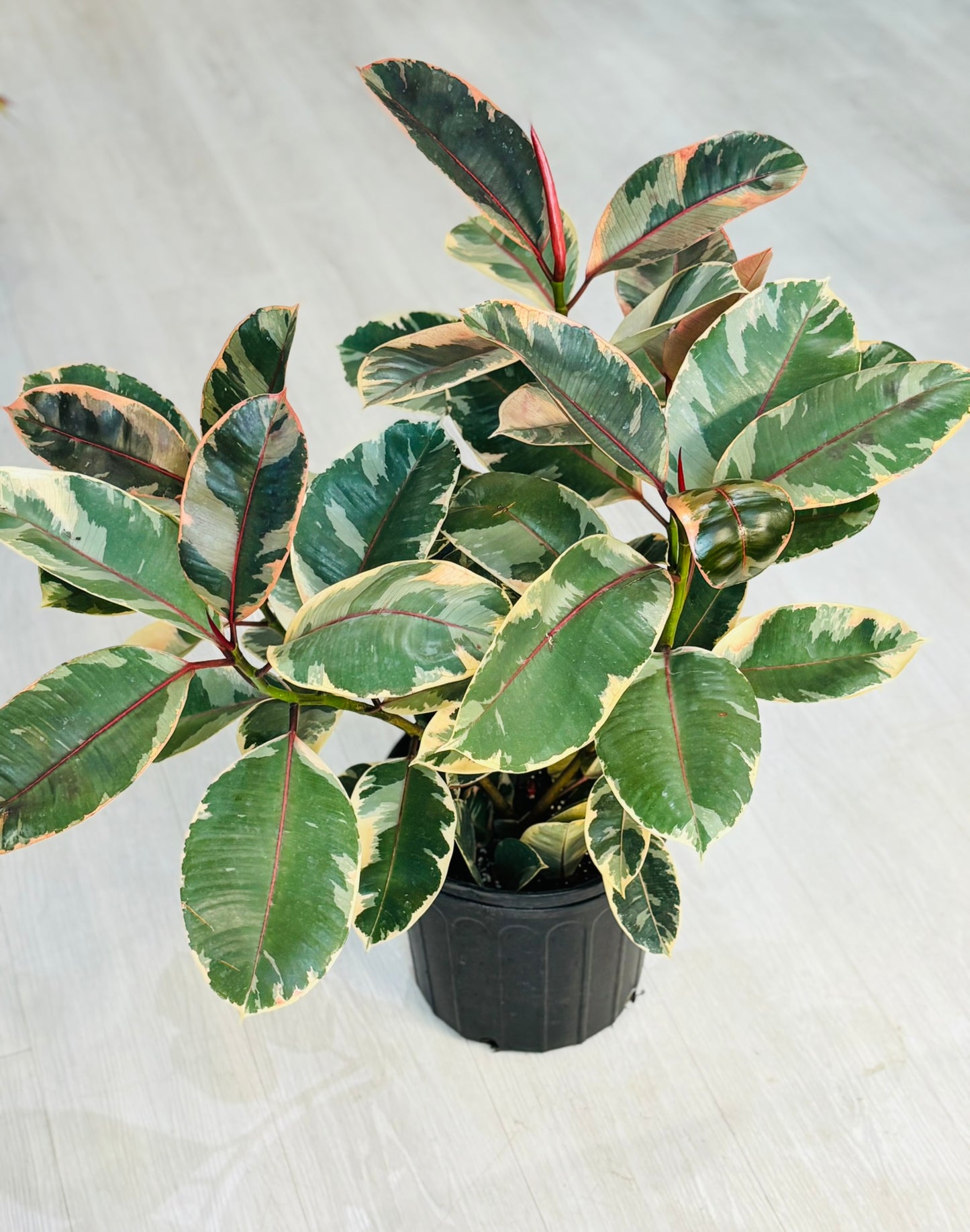 Elastica Tineke Ficus