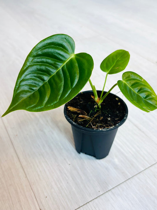Anthurium Veitchii