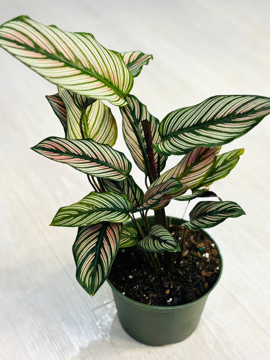 White Star Calathea
