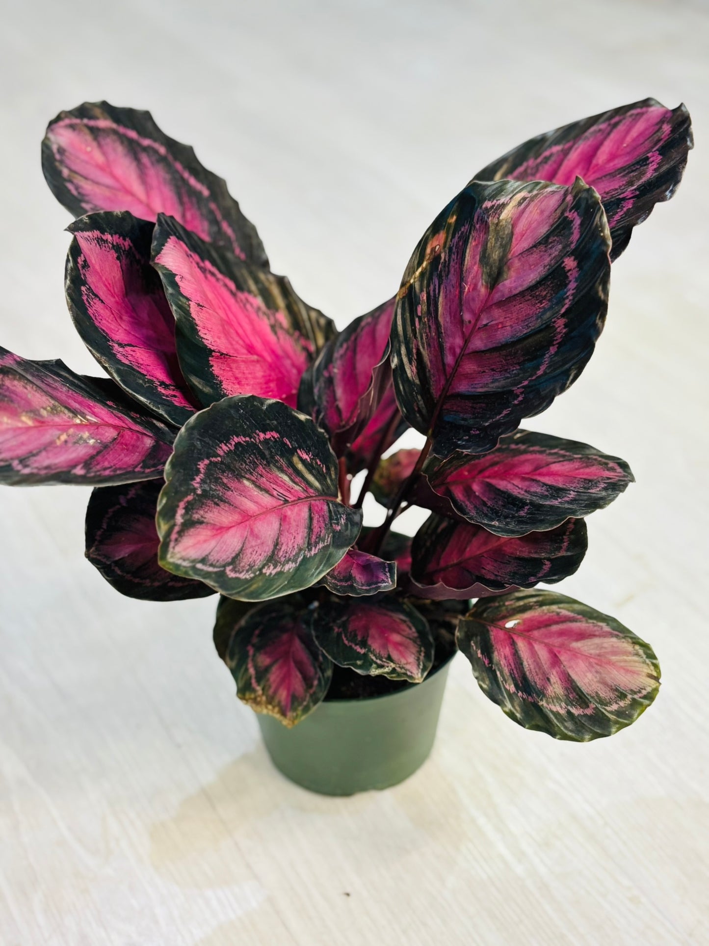 Rosy Calathea