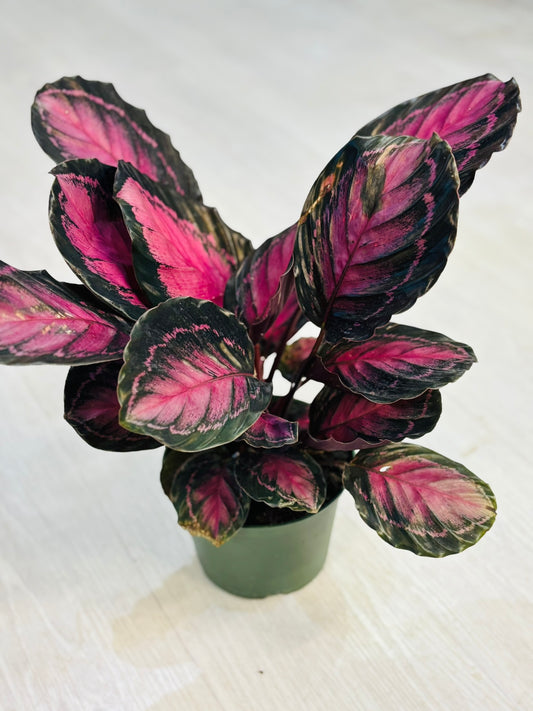 Rosy Calathea