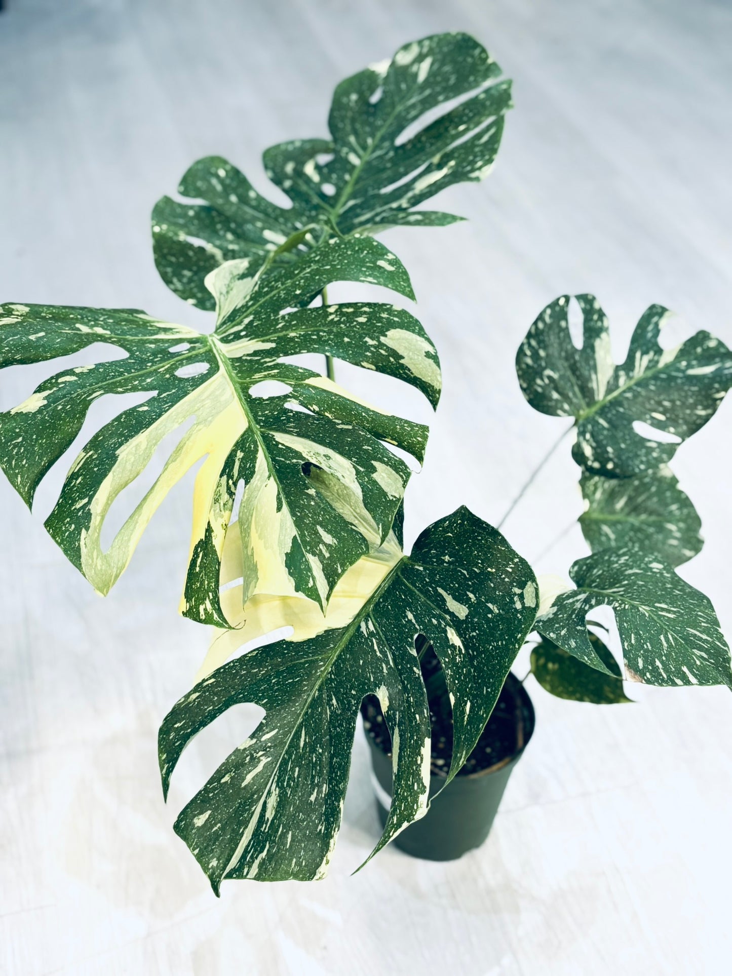 Monstera Thai Constellation