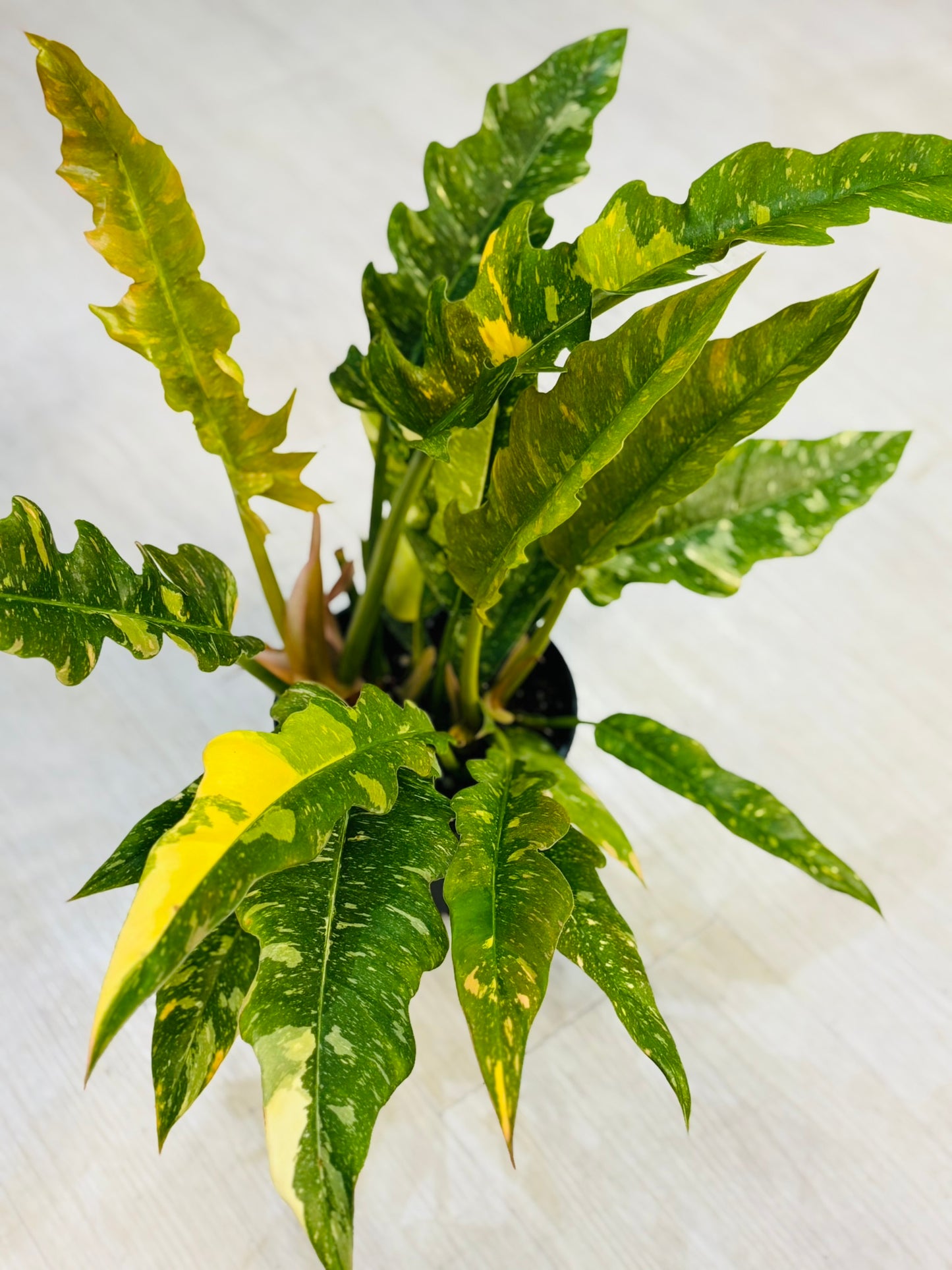 Ring of Fire Philodendron