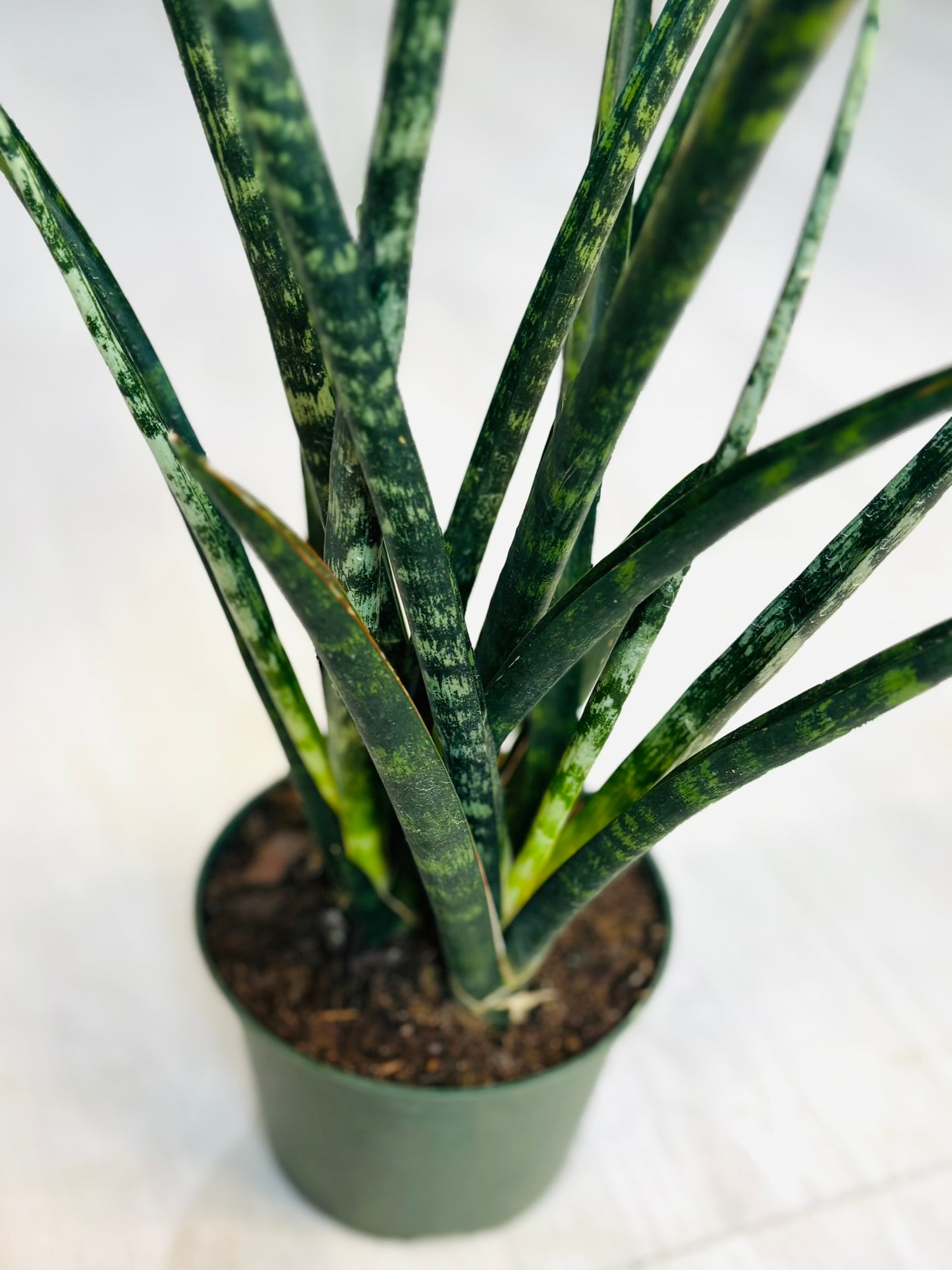 Fernwood Snake Plant