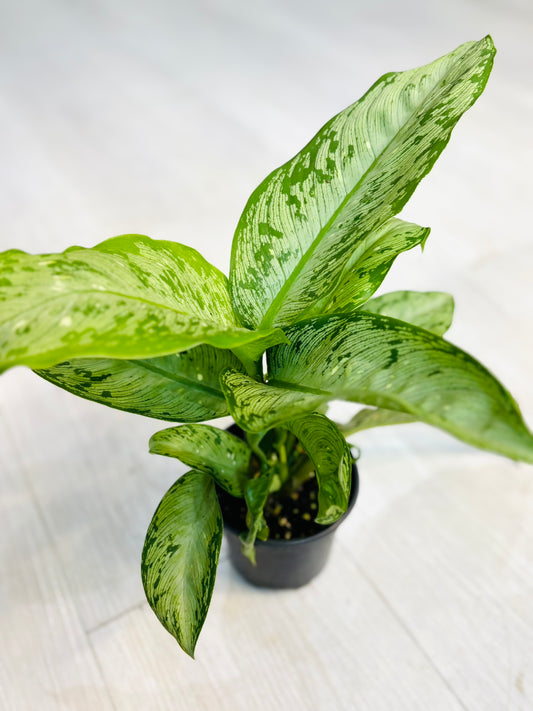 Memoria Corsii Dieffenbachia
