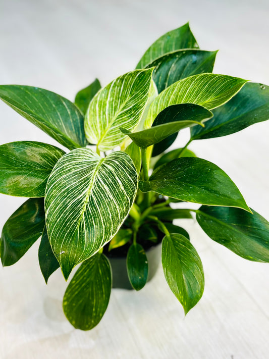Birkin Philodendron