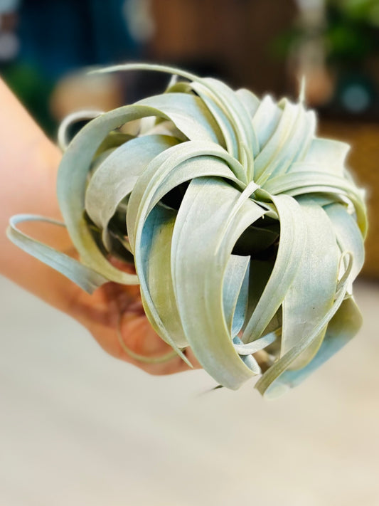 Xerographica Airplants