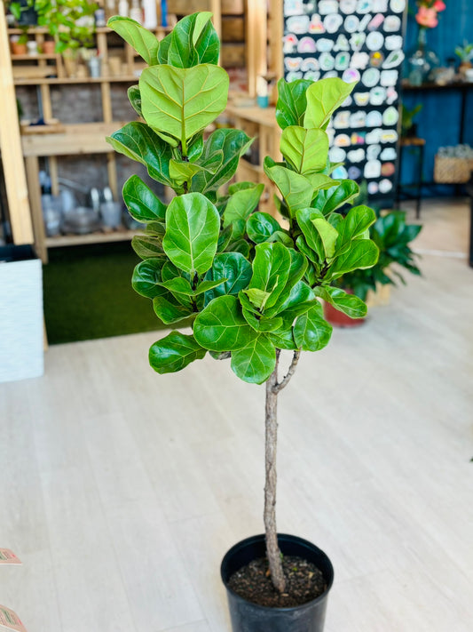 Fiddle Leaf Fig Tree