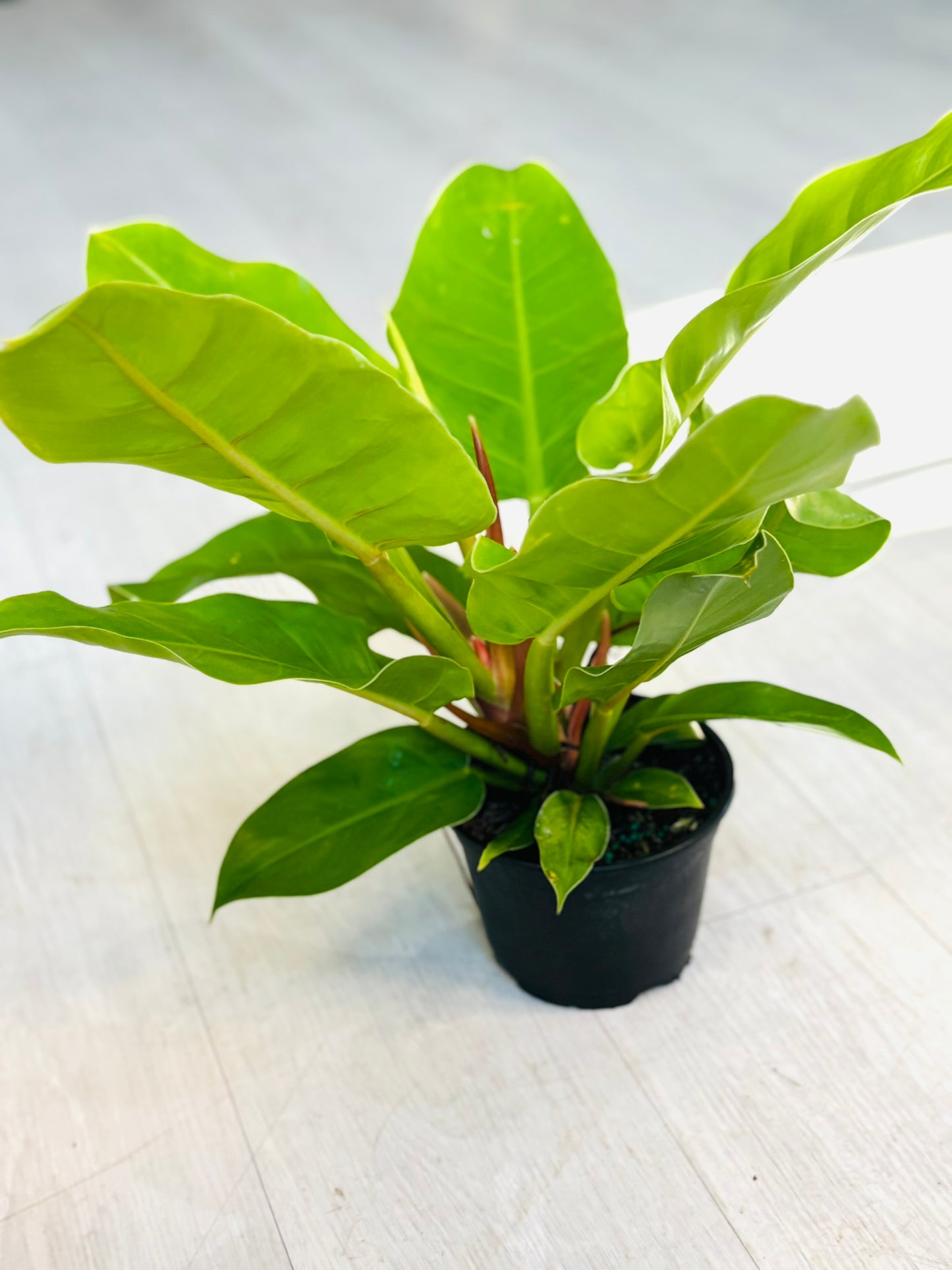 Moonlight Philodendron