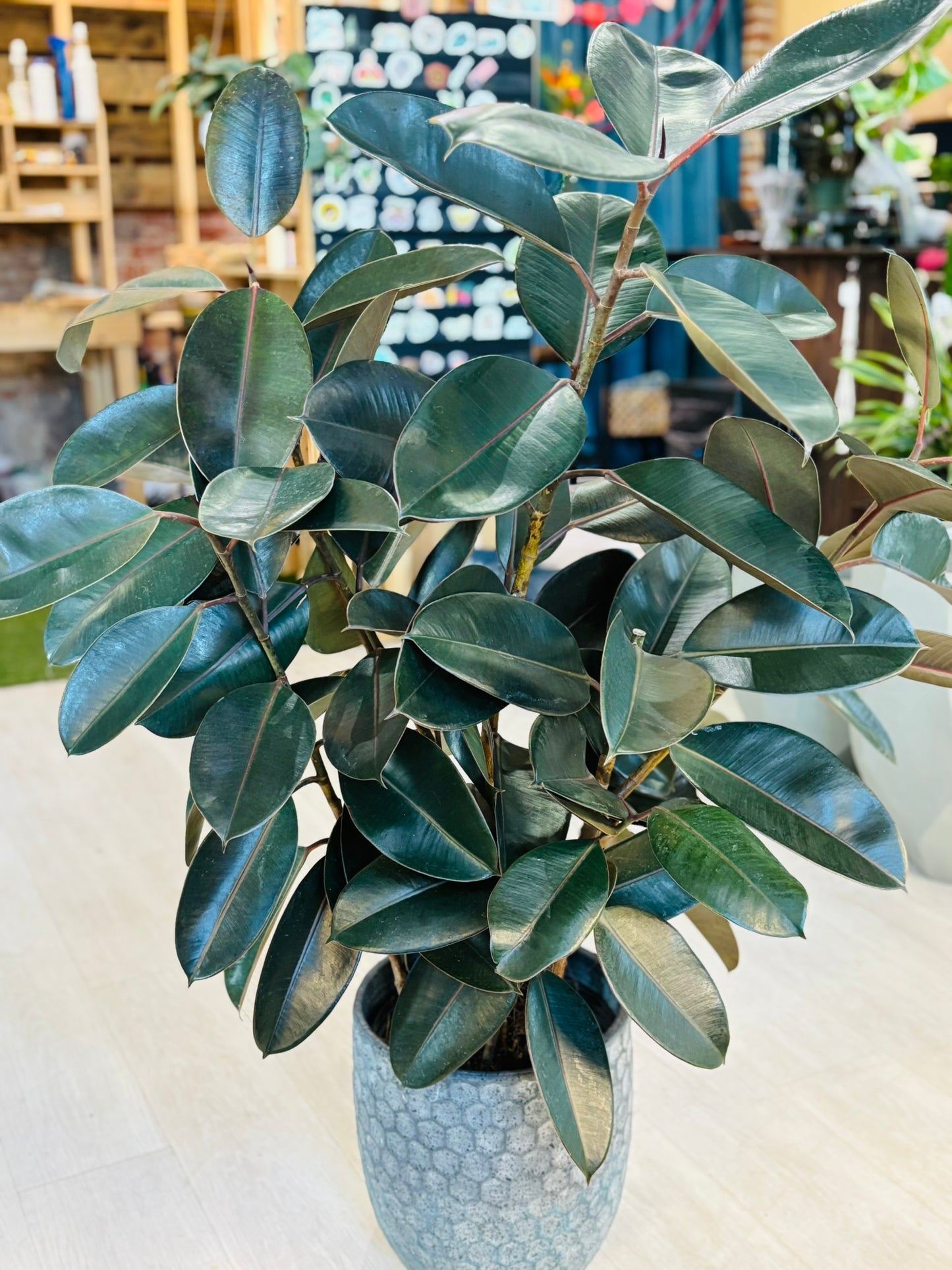 Burgundy Rubber Plant