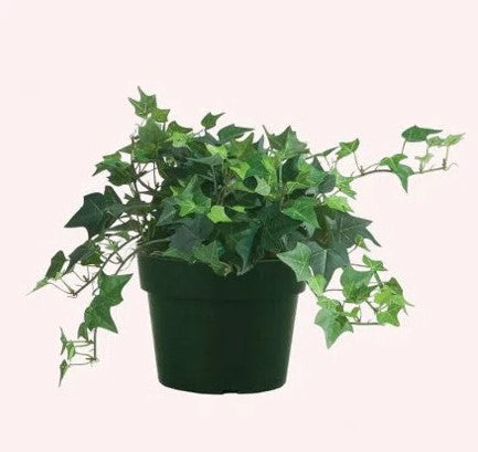 English Ivy