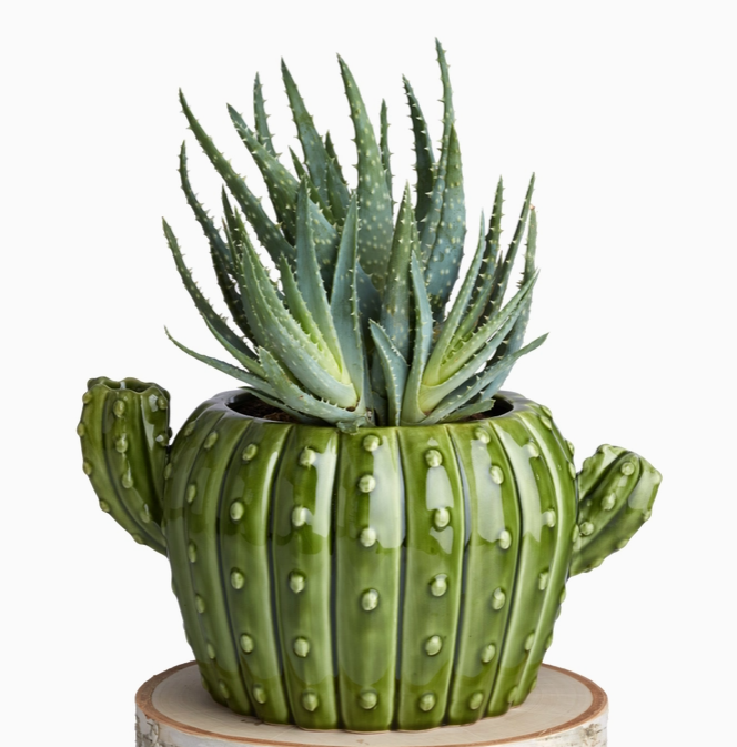 Cactus Pot