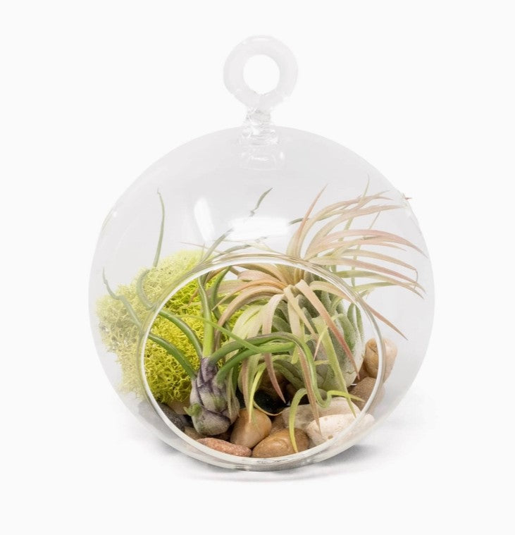 Glass Globe Hanging Terrarium