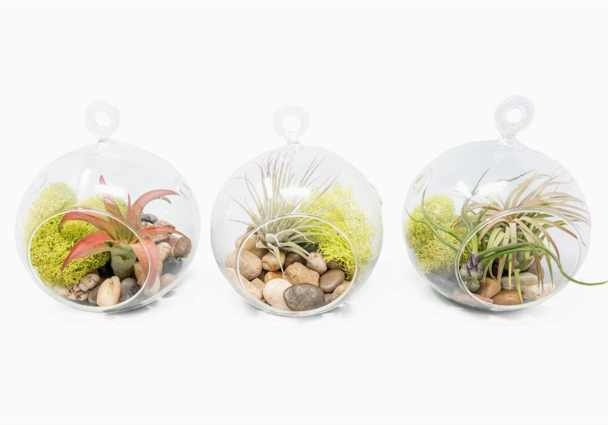 Glass Globe Hanging Terrarium