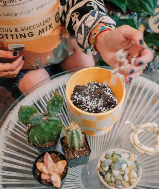 cactus and succulent potting soil Organic Cactus & Succulent Potting Soil – SoCal Soul Plants & Gifts