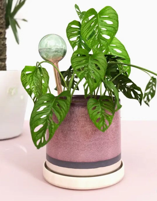 We The Wild Self-Watering Plant Globes