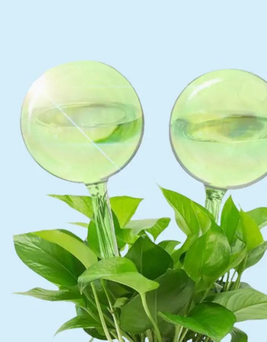 We The Wild Self-Watering Plant Globes