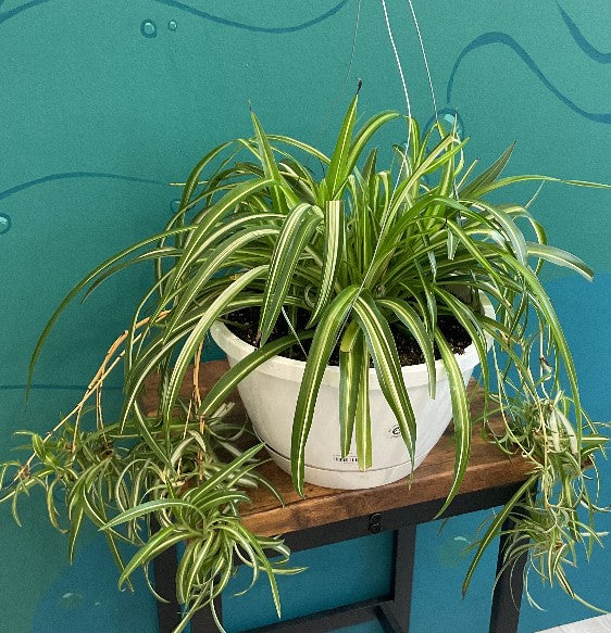 Spider Plant Hanging Basket 8” – SoCal Soul Plants & Gifts