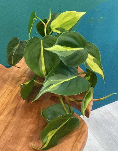 Brasil Philodendron