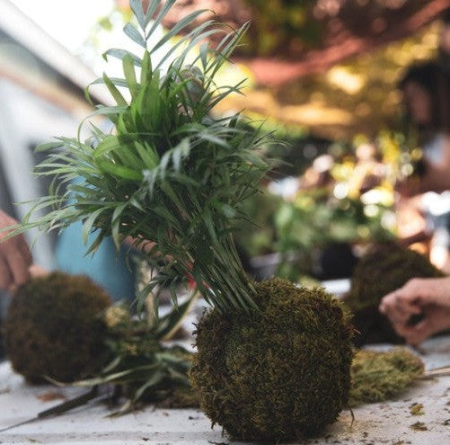 Kokedama Creations - October 20th