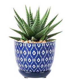 Blue Ceramic Pattern Pots 3.5"
