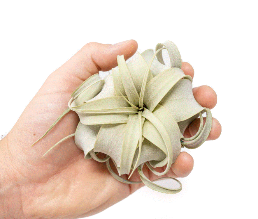 Xerographica Airplants