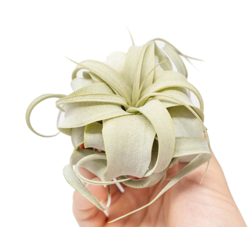 Xerographica Airplants