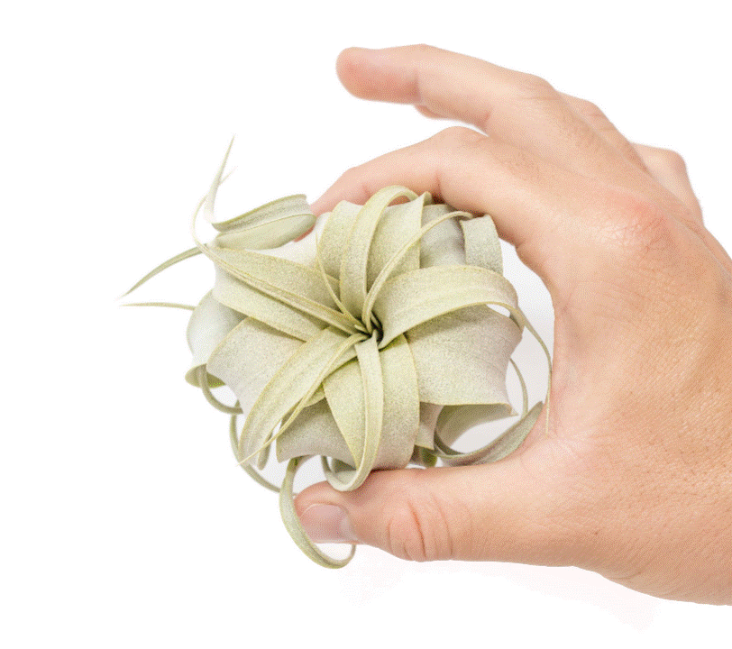 Xerographica Airplants