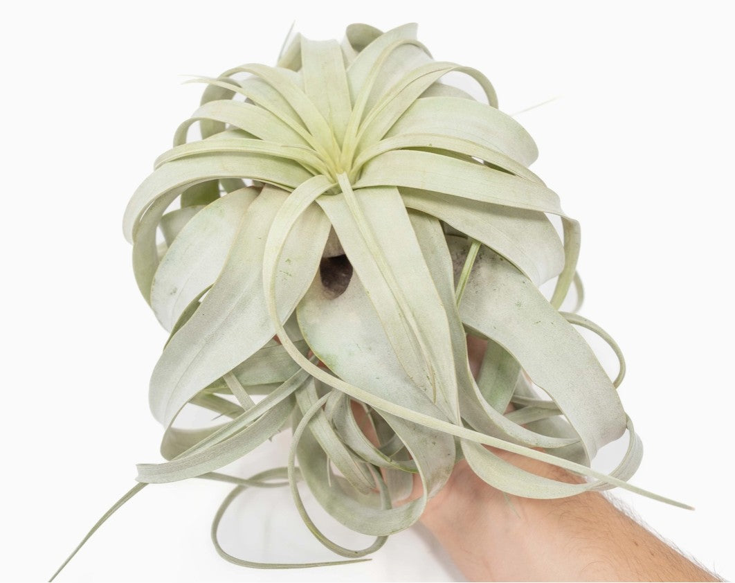 Xerographica Airplants