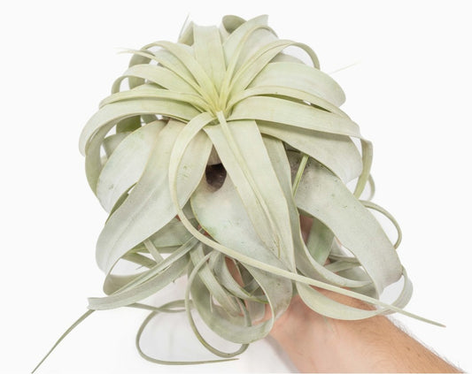 Airplants - Xerographica