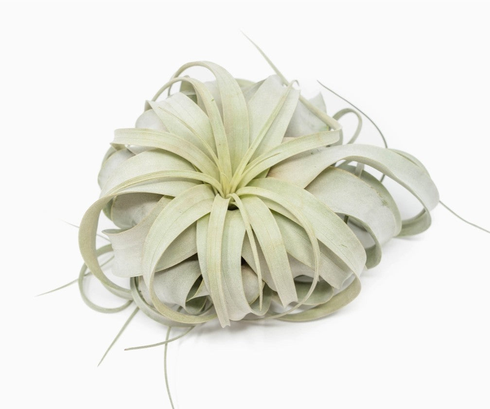 Xerographica Airplants