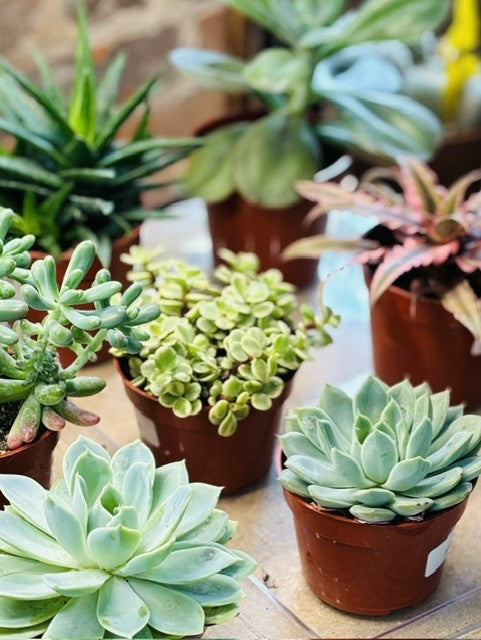 Succulents - Assorted 4"