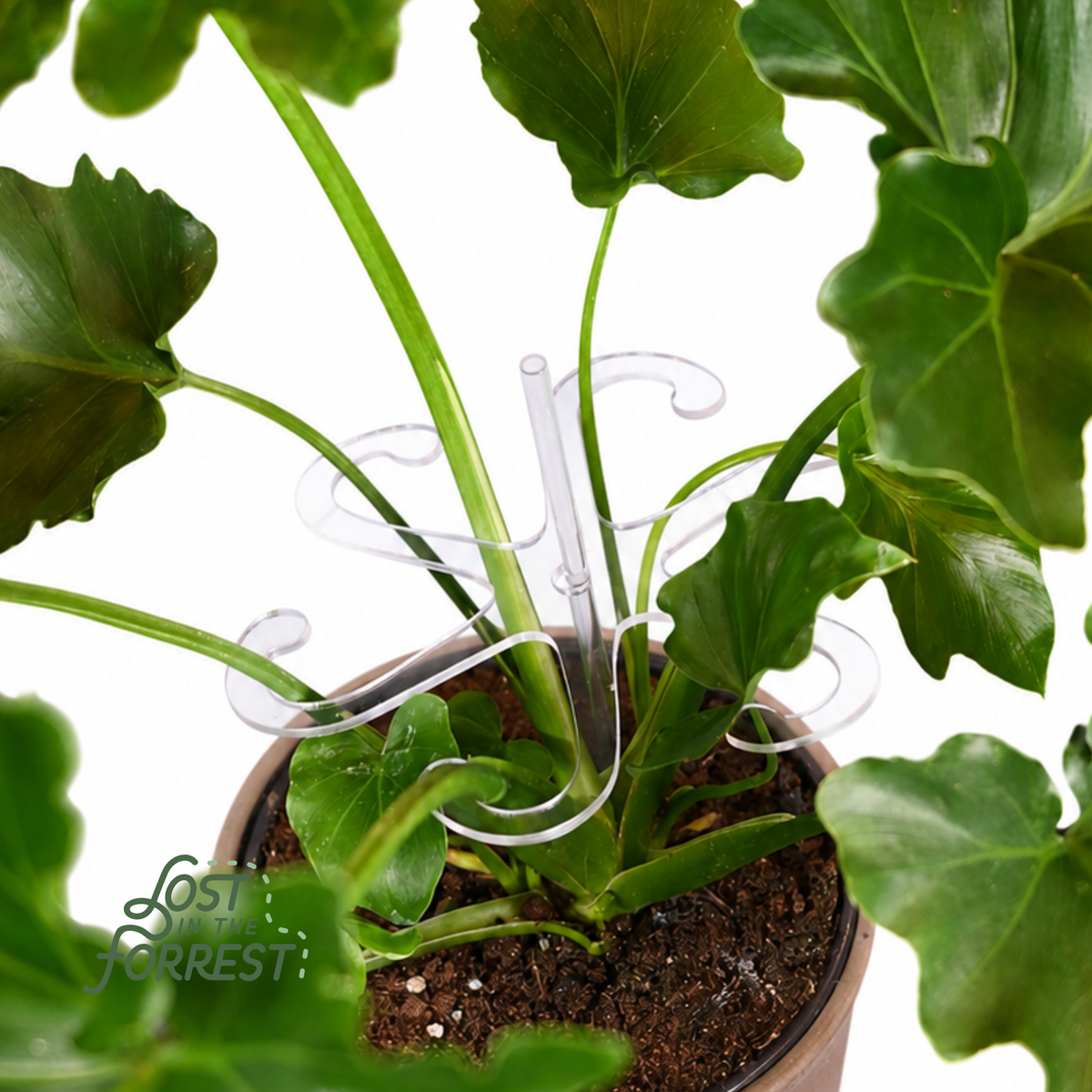 Glassvine Stem Support