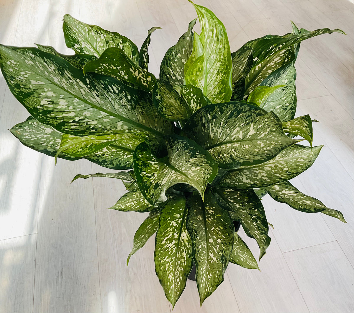 Maculata Tropical Tiki Dieffenbachia