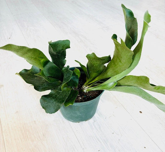 Staghorn Fern