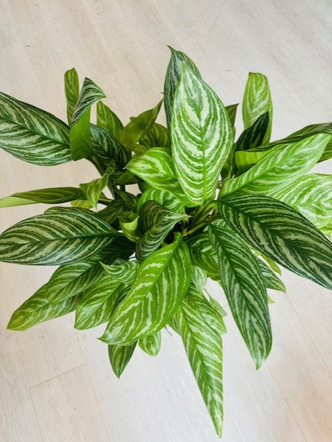 Golden Madonna Aglaonema