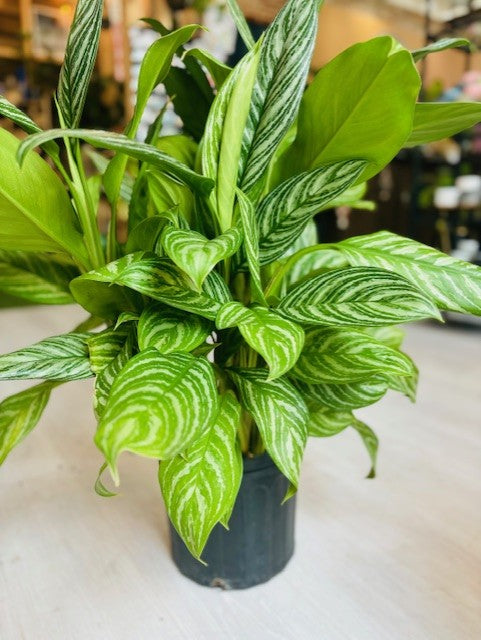 Golden Madonna Aglaonema