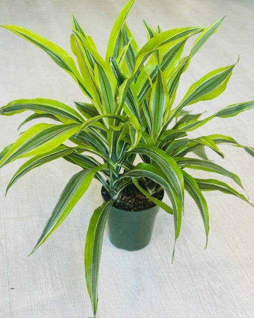 Dracaena Lemon Lime