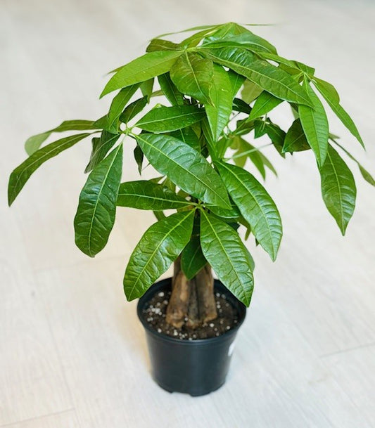 Money Tree