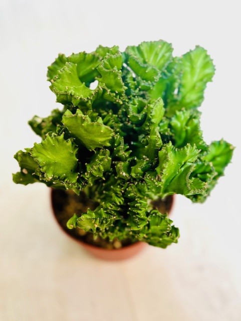 Coral Cactus